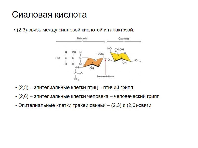 Сиаловая кислота  (2,3)-связь между сиаловой кислотой и галактозой:  (2,3) – эпителиальные клетки